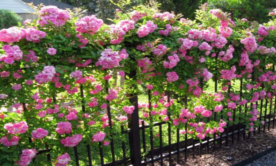 Tường rào với dây hoa hồng leo